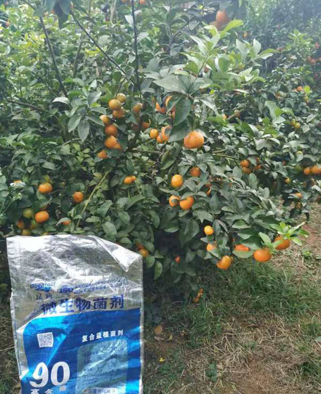 益植菌劑種植戶反饋圖片