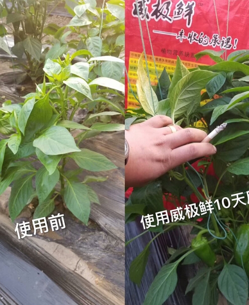 威極鮮一號(hào)種植戶反饋