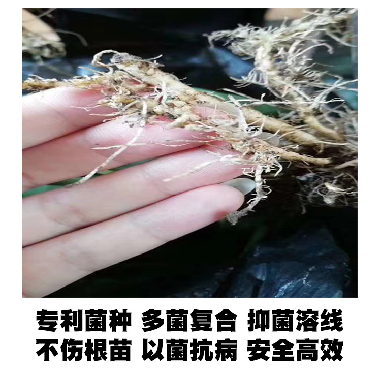 微生物有機菌肥 復(fù)合微生物菌劑 復(fù)合微生物菌肥