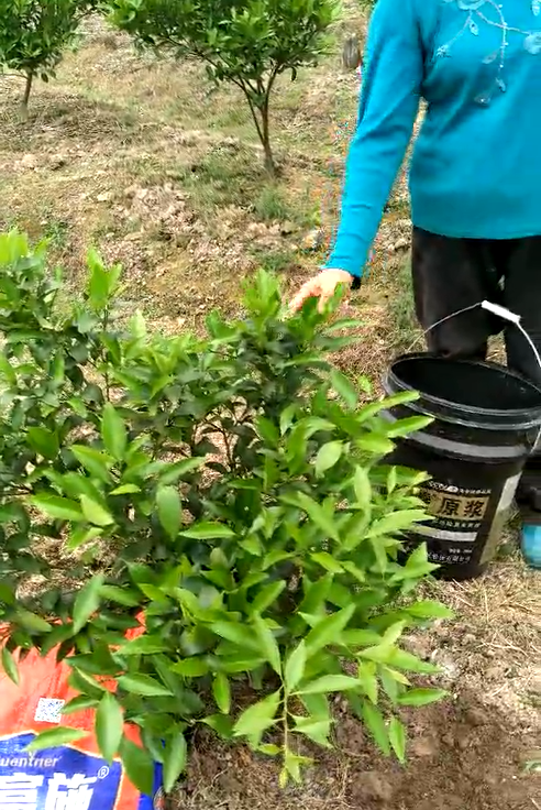 菌肥 微生物菌肥 微生物菌劑 土壤改良調(diào)理劑 生物有機(jī)肥