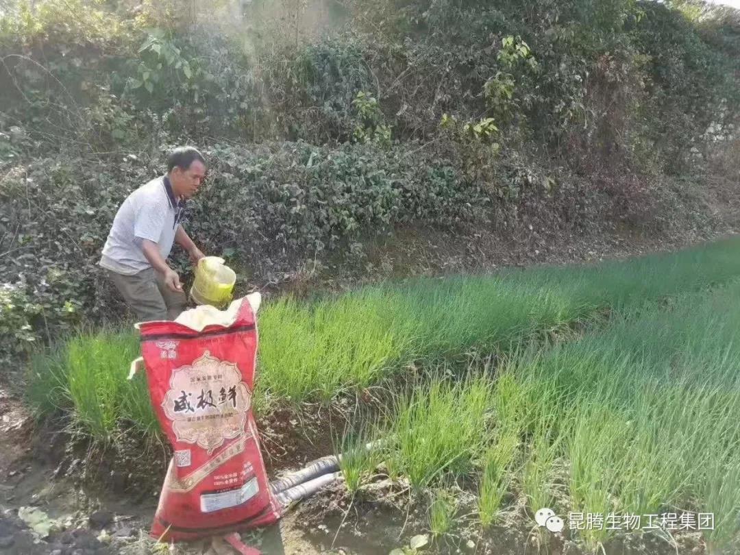復合微生物菌劑水溶肥廠家直銷