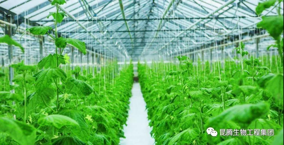 復(fù)合微生物有機(jī)菌肥廠家直銷