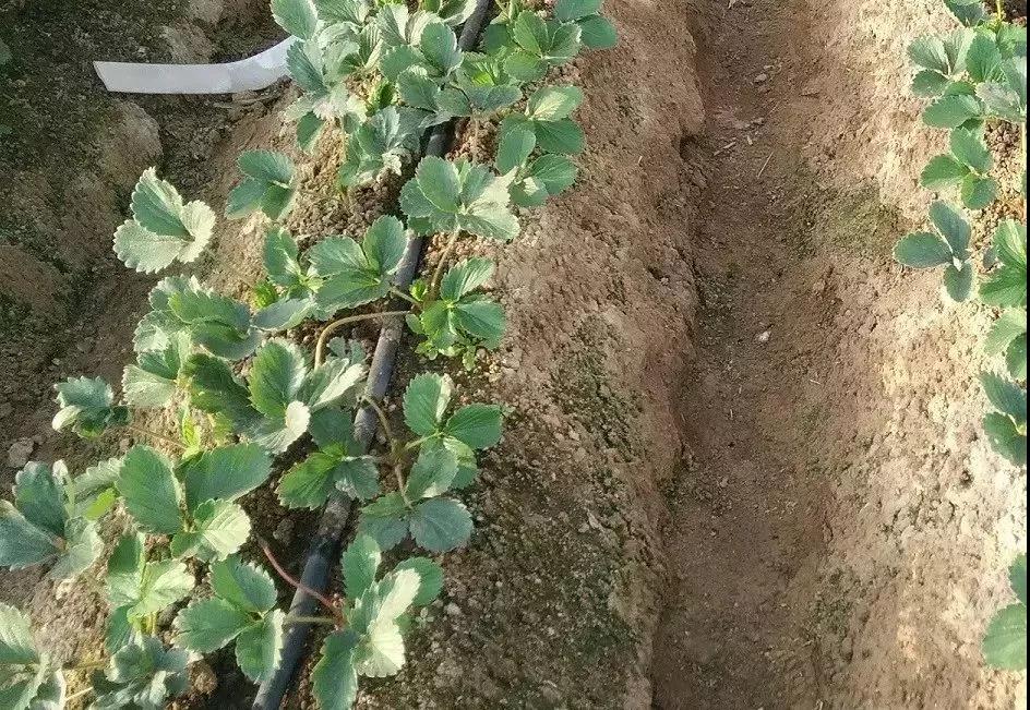 復(fù)合微生物菌肥廠家直銷 復(fù)合微生物菌肥廠家直銷
