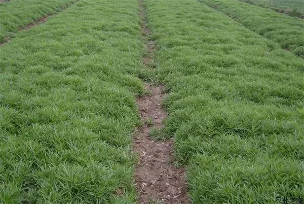 復(fù)合微生物菌肥廠家直銷 復(fù)合微生物菌肥廠家直銷