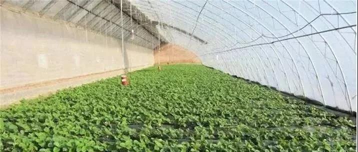 復(fù)合微生物菌肥廠家直銷 復(fù)合微生物菌肥廠家直銷