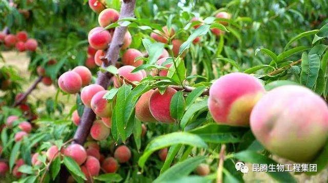 復(fù)合微生物菌劑廠家直銷 復(fù)合微生物菌劑廠家直銷