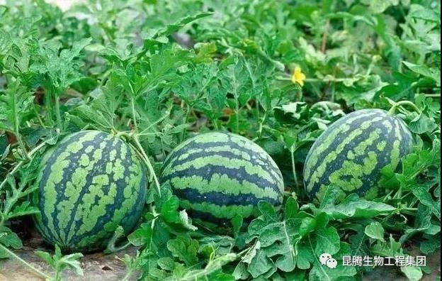 復(fù)合微生物菌劑廠家直銷